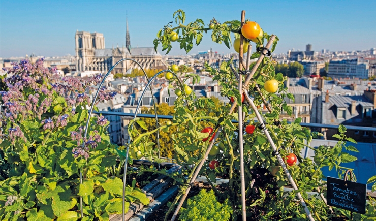 Vegetable garden of Yannick Alléno’s restaurant Terroir Parisian, on the roof of the Maison de la Mutuallité, Paris 5th district © MEIGNEUX-SIPA