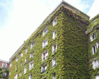 Inventory of Parisian green walls:  mapping and typologies