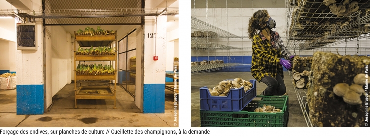 Forçage des endives, sur planches de culture // Cueillette des champignons, à la demande © Joséphine Brueder / Mairie de Paris